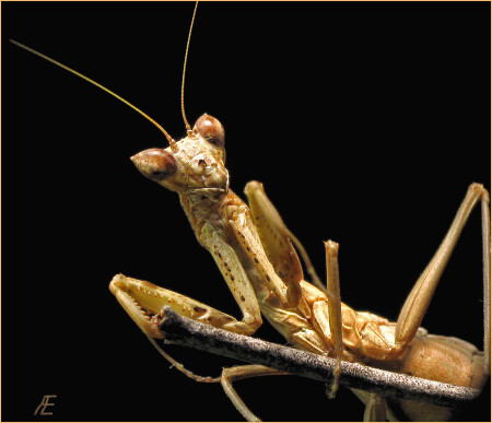 Старый боец