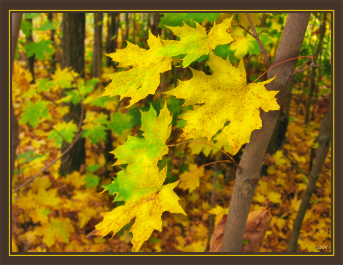 Осенние мотивы (1)