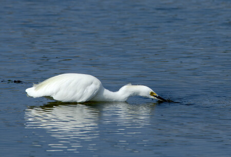 Необычная охота
