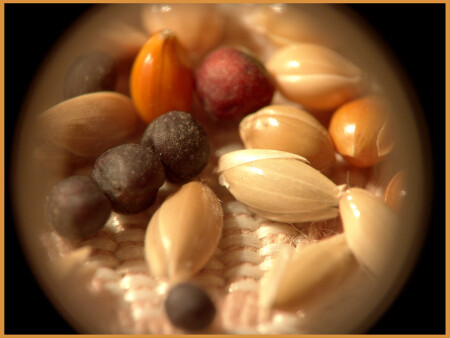 grain