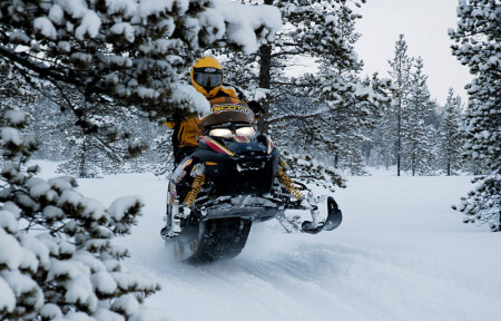 Понты под елкой