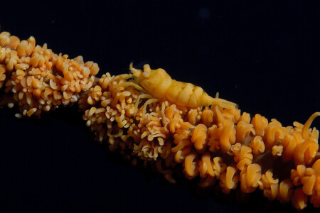 Wire Coral Shrimp