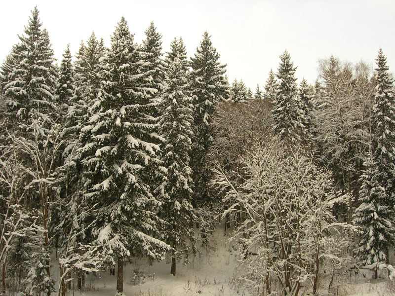 зимний лес в Опалихе