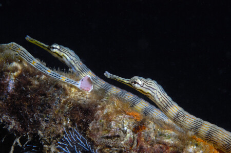 Pipefish