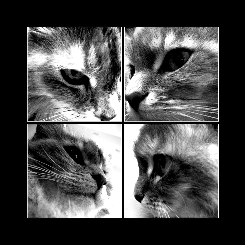 cats..