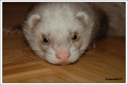 Ferret