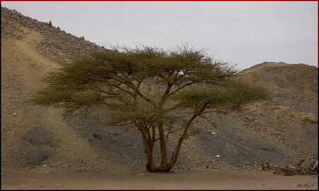 дерево бедуинов