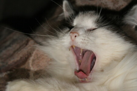 Страшный зверь