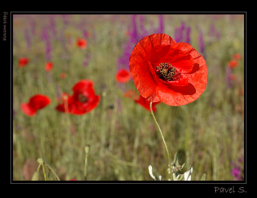 =flowers II=