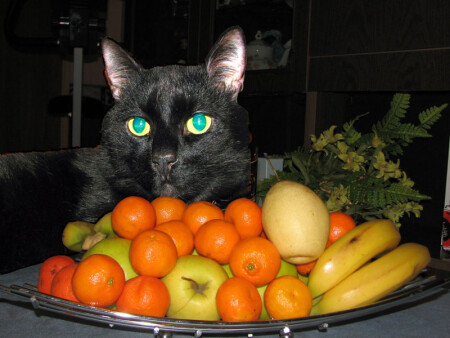Cat Marquis