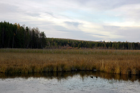 Без названия 1