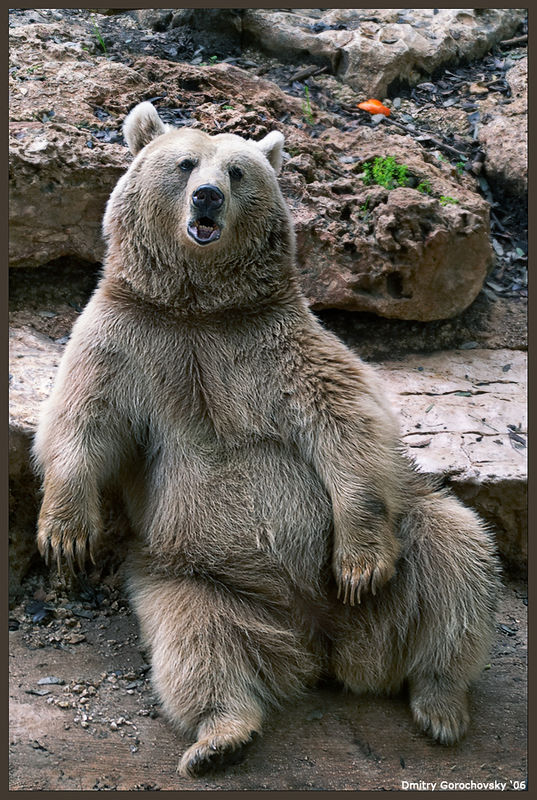 Ну, чё пристал?!
