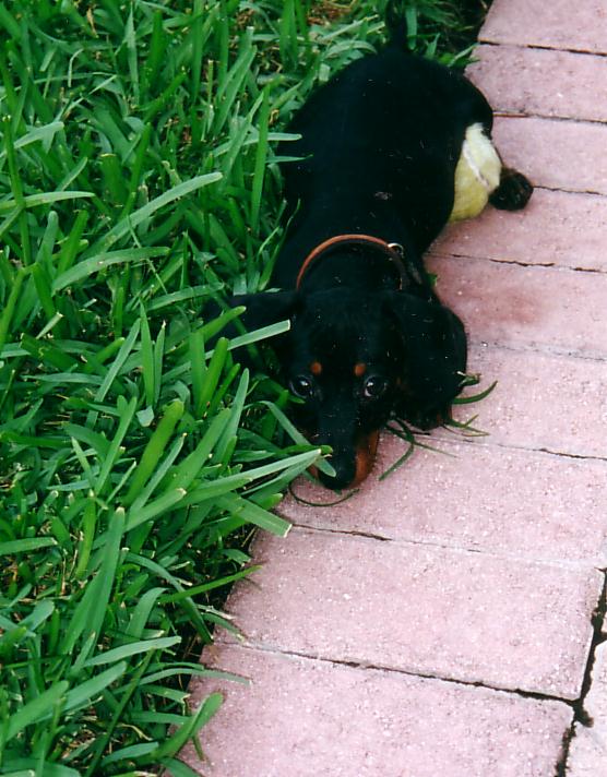 Fritz