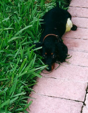 Fritz