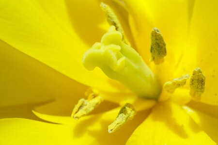 некоторые особенности строения тюльпана