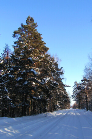 Дорожная