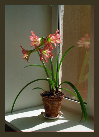 Любимый цветок