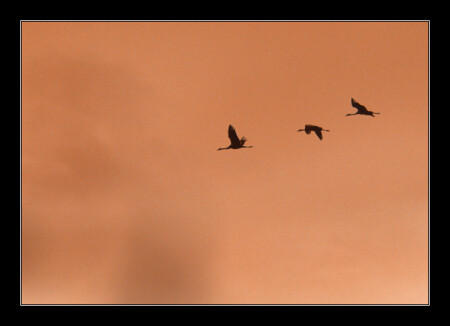 В дальние страны