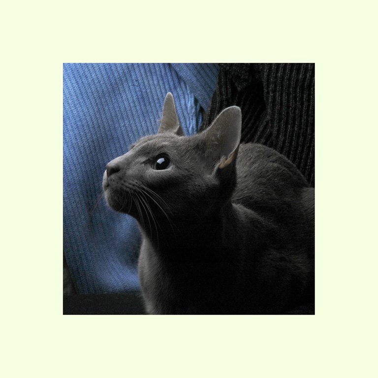Котик