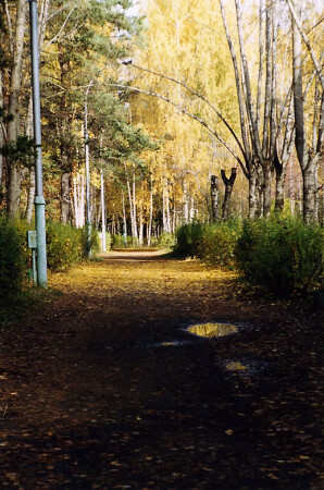 Лужа в парке