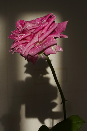 Роза. Автопортрет