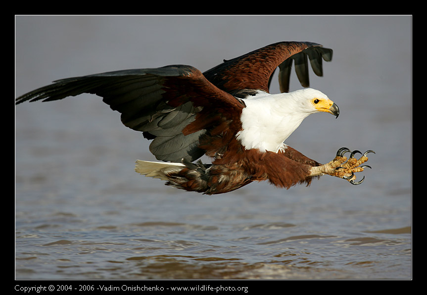 African Fish Eagle