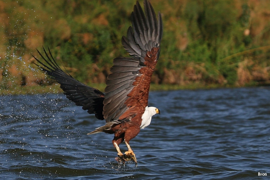 African Fish Eagle - Haliaeetus vocifer