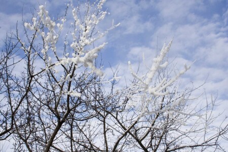 Зимние цветы