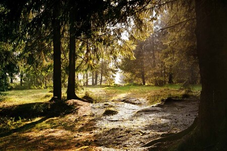 После дождя