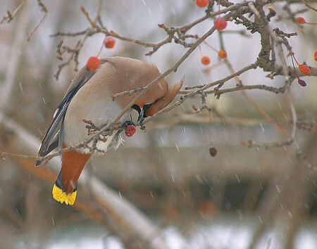 Обед под снегом