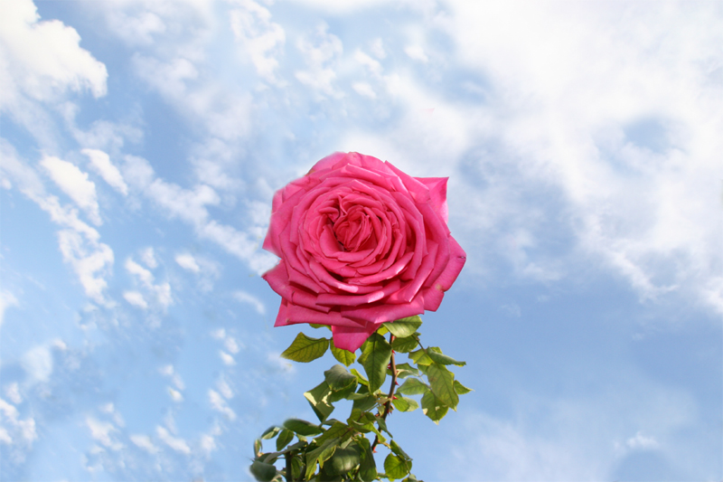 rose