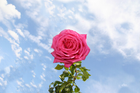 rose