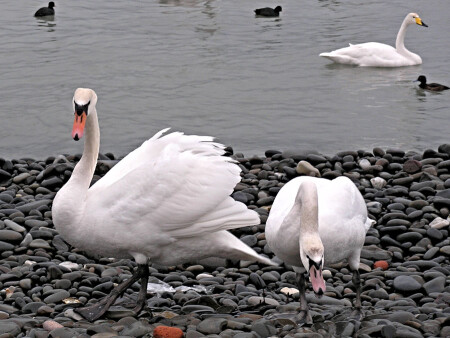 Несколько па...