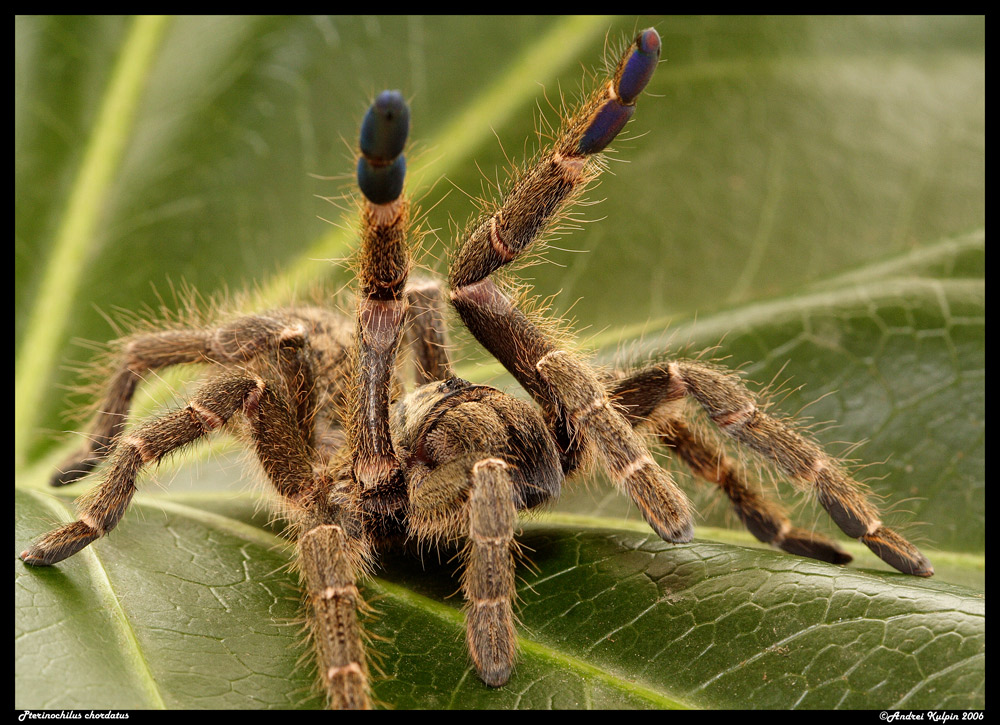 Pterinochilus chordatus