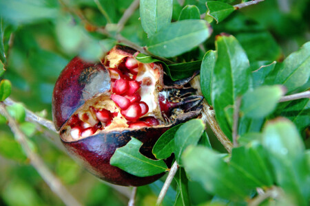 granat