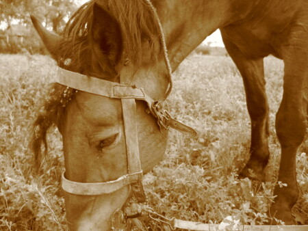 Верный друг