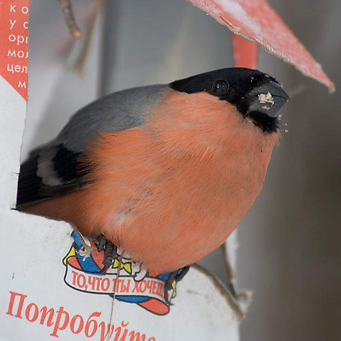 То, что ты хочешь