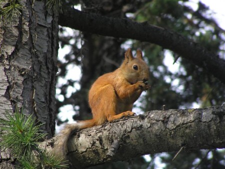 Белка. Настоящая. Не чучело. Не в зоопарке :)