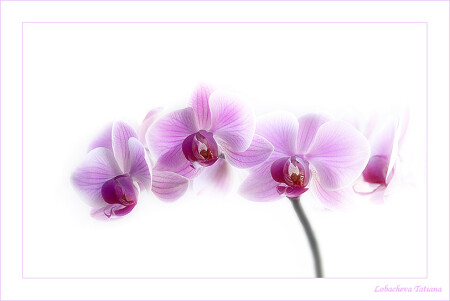 Orchid ... Для всех, кто еще не разучился любить...