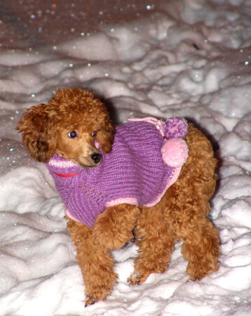 the dog2