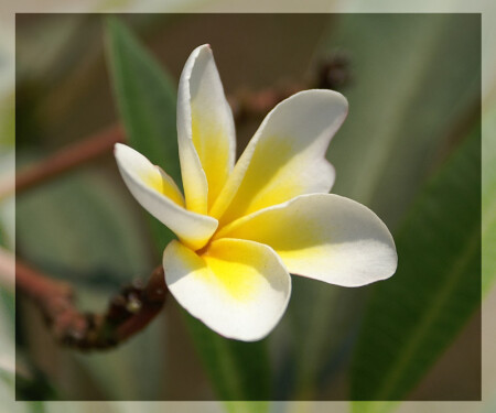 Скромность плюмерии