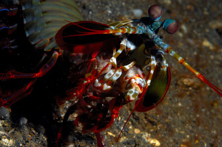 Mantis Shrimp