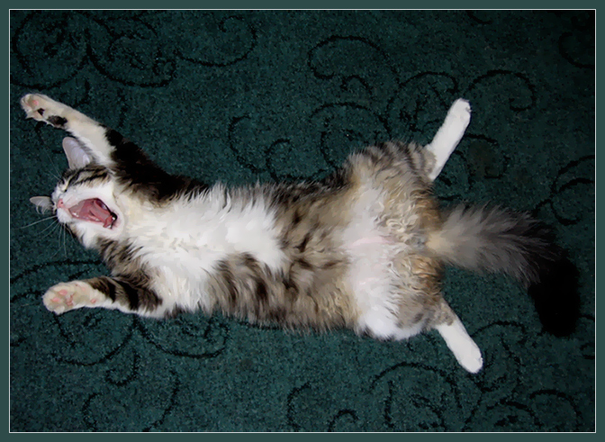 кото-раскоряка