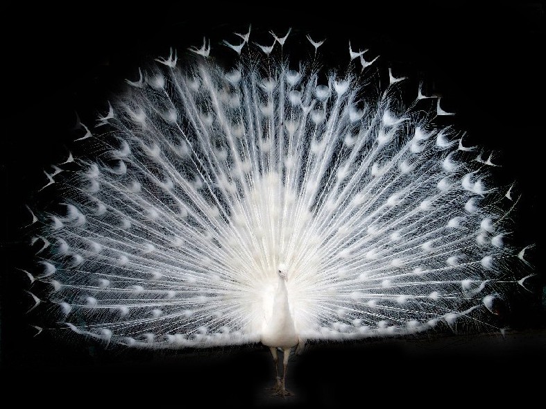 Pavo Real Blanco