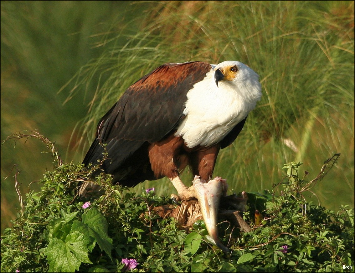 орлан-крикун (Haliaeetus vocifer), .fish eagl пожирающий пойманную рыбу