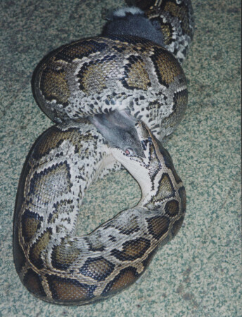 Приятного аппетита