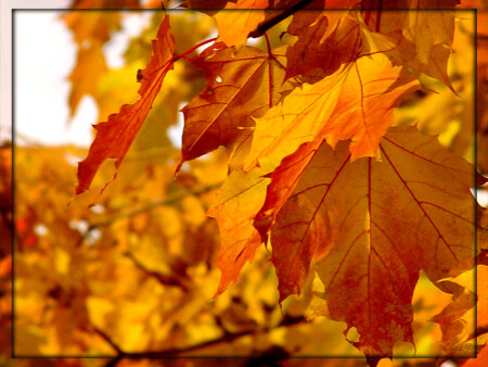 autumn colours
