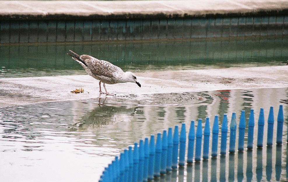 за пресной водичкой :)))