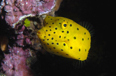 Juvenile Yellow Boxfish