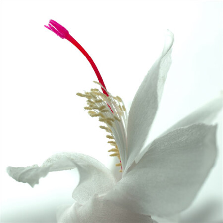dancing flower